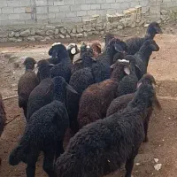 بره نر|حیوانات مزرعه|تیکمه داش, |دیوار