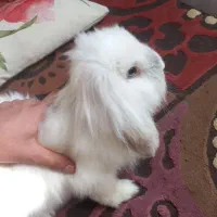 یه خرگوش لوپ هلندی واکسن زده|موش و خرگوش|پرند, فاز ۵|دیوار