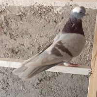 کبوتر پرشی|پرنده|خمینی‌شهر, |دیوار