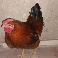 خروس گلپایگانی|حیوانات مزرعه|تهران, کوثر|دیوار