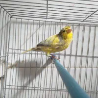 فروش نر ابلغ شلاقی آماده جفتگیری در شهرضا|پرنده|شهرضا, |دیوار