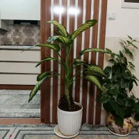 گل دیفین باخیا