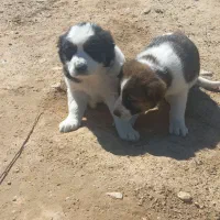 توله سگ نجات قدریجونی