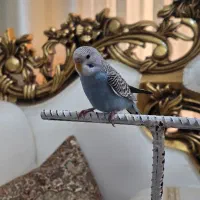 جوجه مرغ عشق دستی (سخنگو)