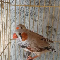 فنچ کینگ ،کار داده