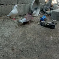 کبوتر برای فروش ارکی خاست زنگ بزن|پرنده|میناب, |دیوار
