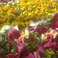 هرس و باغبانی|خدمات باغبانی و درختکاری|اصفهان, سپاهان‌شهر|دیوار
