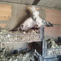 کبوتر گو بالی قره|پرنده|میاندوآب, |دیوار