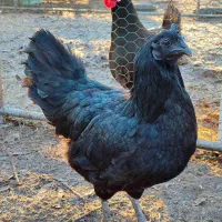 فروش انواع نژادهای زینتی مرغ و خروس|حیوانات مزرعه|فراشبند, |دیوار