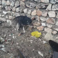 سگ پاکوتان|سگ|اسلامآباد غرب, |دیوار