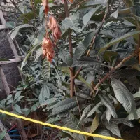 نهال ازگیل|حراج|خان ببین, |دیوار