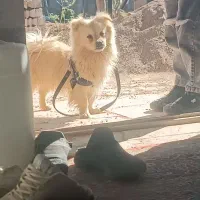 سگ پاپی جفت خورده نروماده