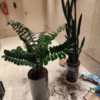 تامین و نگهداری انواع گل و گیاه با تیم مجرب|خدمات باغبانی و درختکاری|ری, بازار گل خاوران|دیوار