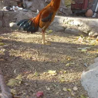 جوجه خروس لاری افغان|حیوانات مزرعه|رابر, |دیوار