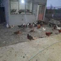 فروش مرغ و خروس محلی اصیل نیمچه اصل اصل