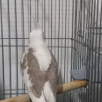 عروس هلندی|پرنده|محمدشهر, محمدشهر|دیوار