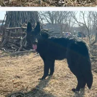 توله ی ژرمن بلک ورک|سگ|نوشین شهر, |دیوار