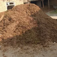 گاوشیری به همراه گوساله|حیوانات مزرعه|خوی, |دیوار