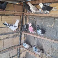 کبوتر پرشی کسی خواست ساعتشون ببینه تماس بگیره