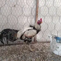 خروس لاری صابونی ومرغ سیاه ذات دار