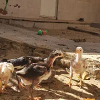 ۵ عدد جوجه لاری اصیل دونگ بالا اصل افغانستان|حیوانات مزرعه|تکاب, |دیوار