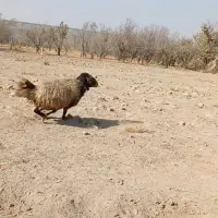 قوچ‌داشت‌وکشت