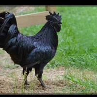 فروش خروس سیاه برای قربونی