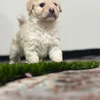 سگ پودل بازیگوش