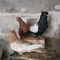 سلام ۳جفت کفتر ناز