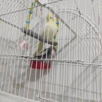 فروشی|پرنده|سراب, |دیوار