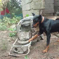 سگ دوبرمن
