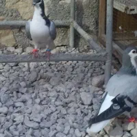 کبوتر خوش رنگ شهری|پرنده|خورموج, |دیوار