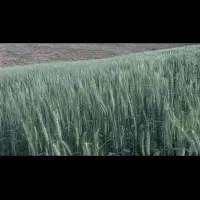 گندم دیم بذری رقم هشترود