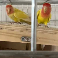جفت نر و ماده طوطی برزیلی سر هلویی