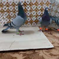 کفتر|پرنده|مشهد, انصار|دیوار