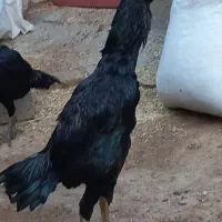 سلام دو عدد خروس ۷ ماهه