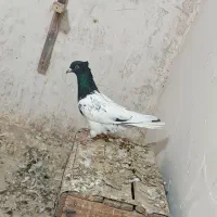 کبوتر کله ماده|پرنده|بجنورد, |دیوار