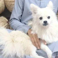 سگ پامر
