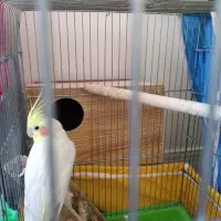 یه جفت عروس هلندی لوتینو