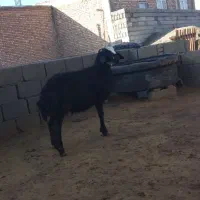 بره نر قره قزل