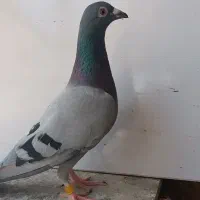 ماده پلاکی