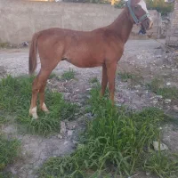 اسب