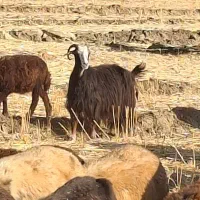 ده جفت بزو چپش