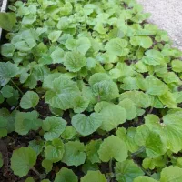 گل سینره امسال