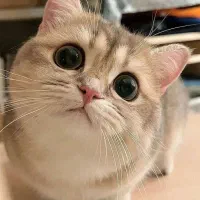 داوطلبانه همراه سالمند