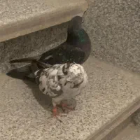 دوتا کبوتر غریب