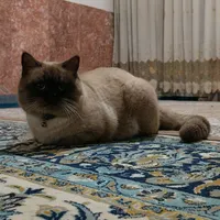 گربه گم شده|حیوانات|قوچان, |دیوار