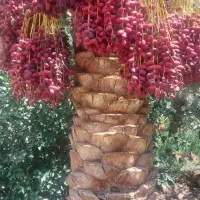 خرما سبدی و خوشه ای