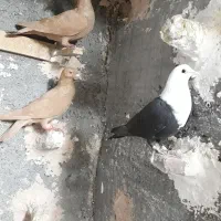 زرد ماده کله سفید پلنگ سده سیاه