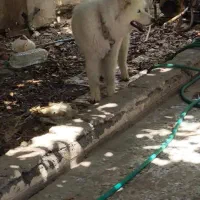 سگ هاسکی|سگ|جیرفت, |دیوار